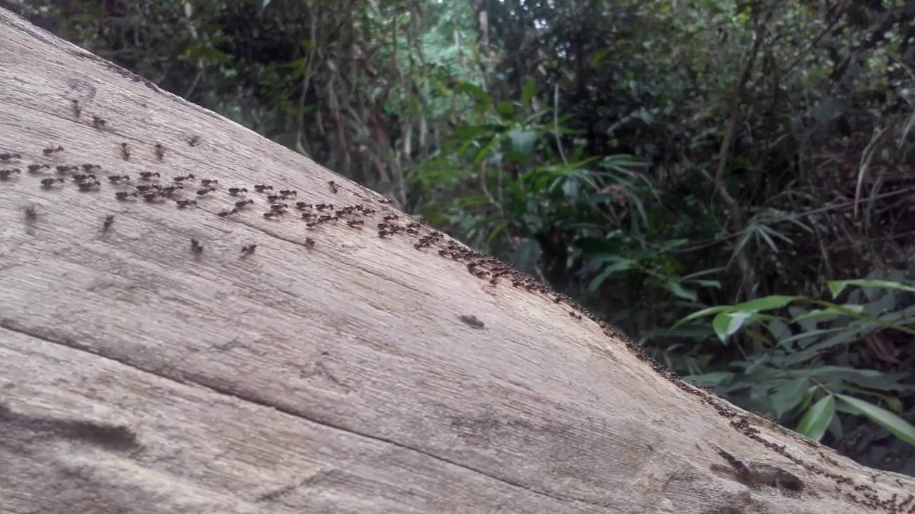 Ants walking