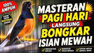 PANCINGAN MURAI BATU DI PAGI HARI TEMBAKAN MEWAH AMPUH BUAT MEMANCING MURAI BATU AGAR BONGKAR ISIAN