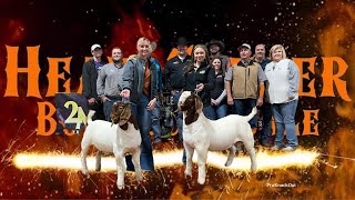 Our Experience with Buying Boer Goats | Prices Ranges and What to Expect