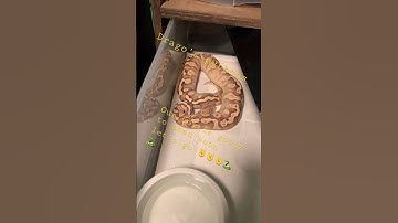Ball Python 🐍 shed #livefeeding #subscribe #python #ballpython #snake #reptile #rat #breeding