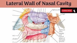 LATERAL WALL OF NASAL CAVITY