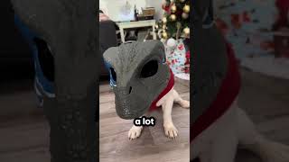 They Gave Their Dog A Dinosaur Mask