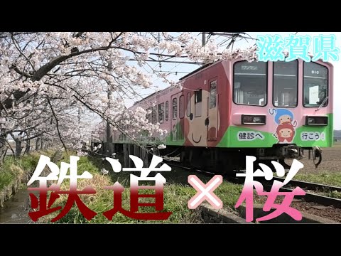 【滋賀県】さくら咲く　鉄道と近江八幡