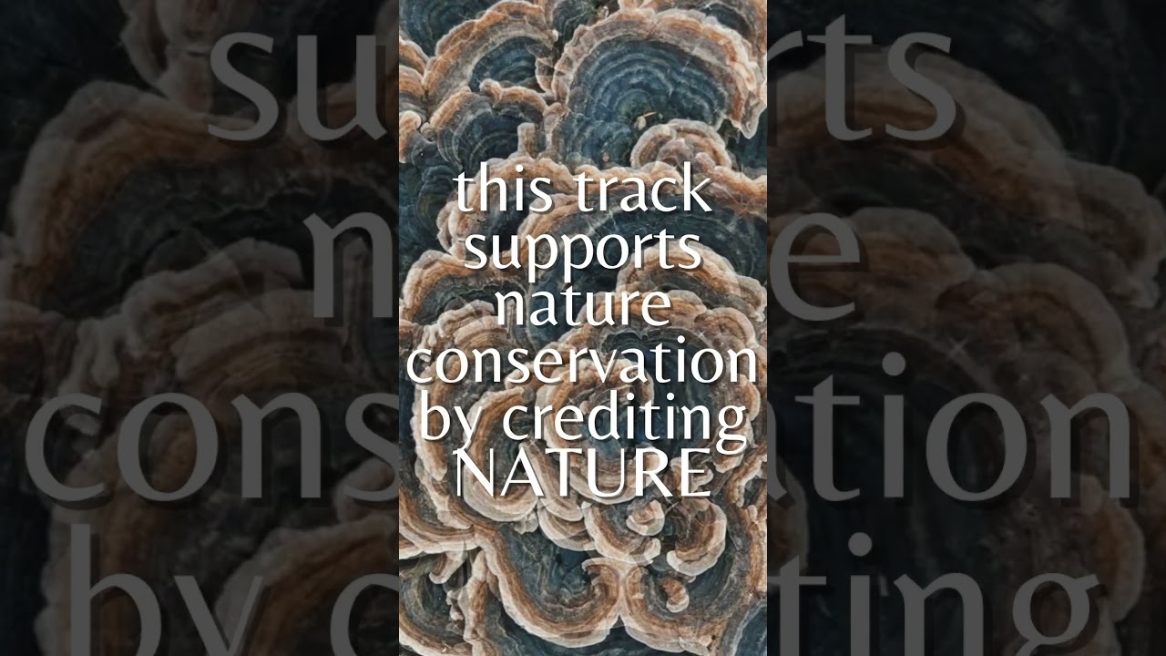 Watch Samatha feat. NATURE (surreal guitar ambient) #nature #soundsofnature #guitar #ambient #newmusic on YouTube Watch Samatha feat. NATURE (surreal guitar ambient) #nature #soundsofnature #guitar #ambient #newmusic on YouTube