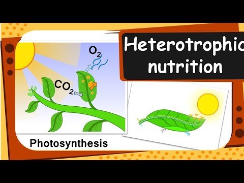 Videó: A cuscuta növényben a maximális fotoszintézist mutat?