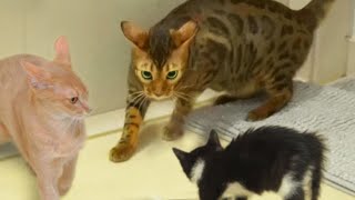 Reunión de gatitos y gatos valientesㅣDino cat