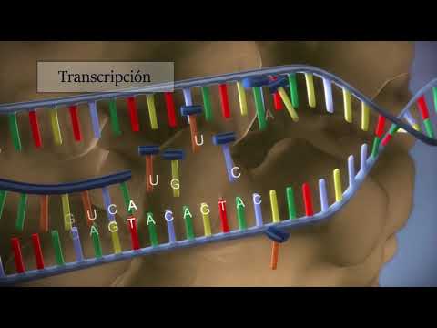 Video: ¿Cuáles son los 4 pasos del proceso de transcripción?