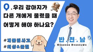 [반.전.남] 2.반려견이 다른 개에게 물렸을 경우 어떻게 대처해야 하나요? (외상&amp;골절 치료)
