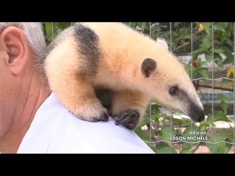 Vídeo: Pet Scoop: Abraços de tamanduá de bebê com ursinho de pelúcia, 2º grau cachorro atender eles ajudaram