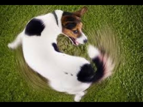 วีดีโอ: ทำไมสุนัขมีหาง