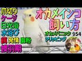 オカメインコの飼い方（性格・ケージ・脂粉・換羽期・発情・爪切り・水浴び・鳴き声・日光浴・餌・オカメパニック対策）飼育方法 動画954