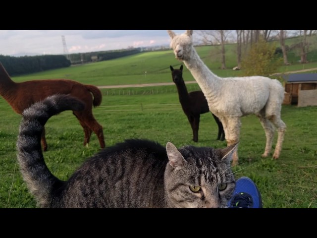 Alpaca v Cat