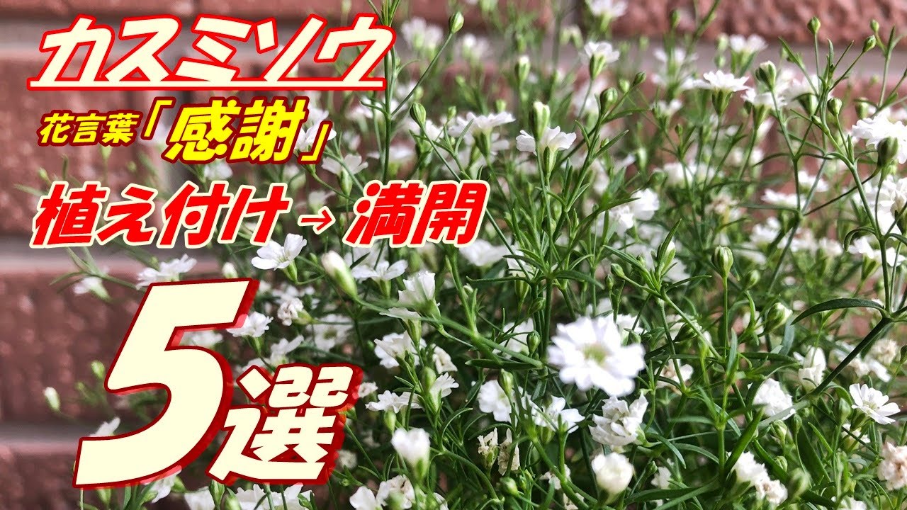 花】カスミソウ(ホワイト)の育て方・植え付け - YouTube