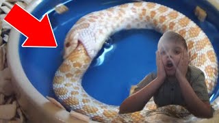 5 Животных, Которые Будто Живут После Смерти Реакция На Top Five