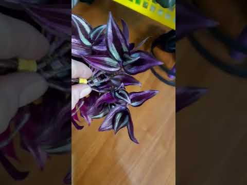 Видео: Выращивание комнатных растений Purple Passion - информация по уходу за растением Purple Passion