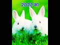 2022 rabbit and 5500 bce rabbit  mythology royal king mj 1m shortshorts trending viral