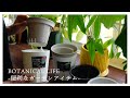 ホームセンターで見つけた便利なガーデンアイテム|ウンベラータとフィロデンドロンの植え替え|リッチェル|サスティー