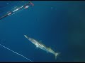 Barracuda et daurade royale en chasse sous marine  mediterrannee