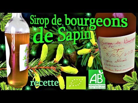 Liqueur de bourgeons de Sapin