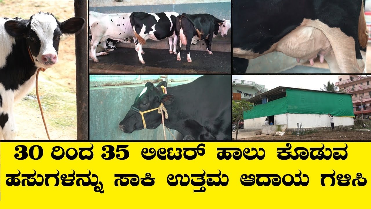 30ರಿಂದ 35 ಲೀಟರ್ ಹಾಲು ಕೊಡುವ ಹಸುಗಳನ್ನು ಸಾಕಿ ಉತ್ತಮ ಆದಾಯ ಗಳಿಸಿ | krushi suddi