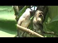 Perkutut Lokal Suara Gacor Untuk Pancingan Burung Di Alam Liar Mp3 - Mp4 Download