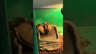 guess I gonna wait. Change their enclosure later. Three toed box turtle breeding, mating