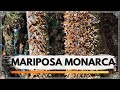 ¡¡  SANTUARIO DE LA MARIPOSA MONARCA 2021 !!