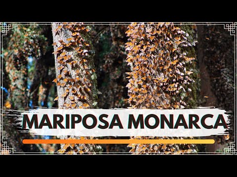 Video: Dónde ver las mariposas monarca en California