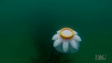 FAU Robotic Jellyfish