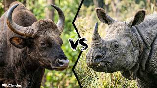 Indian Gaur vs Indian Rhino – Who Would Win?