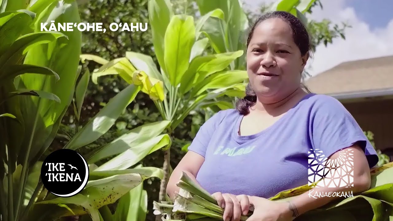 ʻIke ʻIkena | Lāʻī: Planting & Care