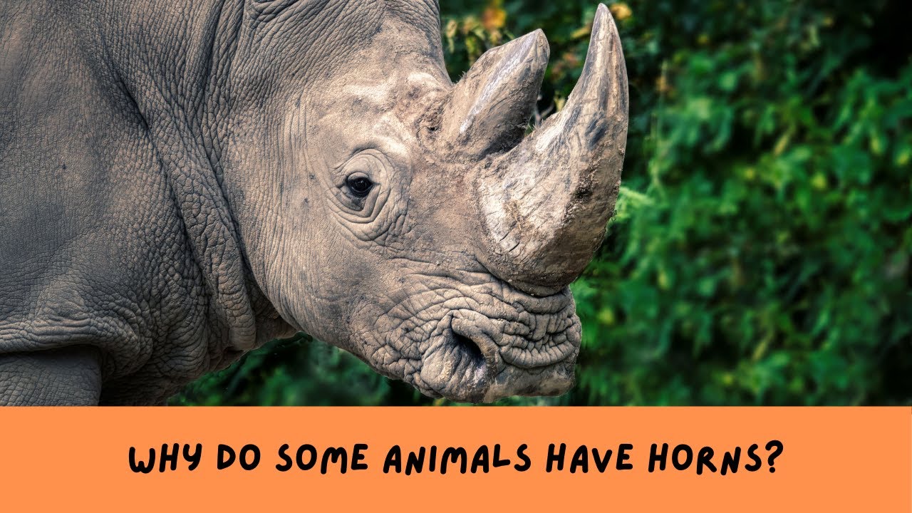 Why Do Some Animals Have Horns?
