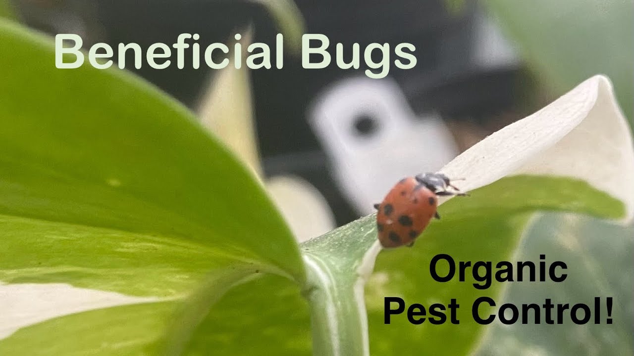 Beneficial Insects for Better Indoor Garden Health (Ladybugs and ...