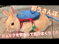 人生初うさんぽでテンションあがりまくり！？ネザーランドドワーフの子ウサギがリュックを背負って公園をお散歩 #5仕事が辛すぎてうさぎに現実逃避してみた