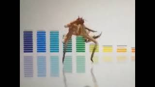 Dancing Crab