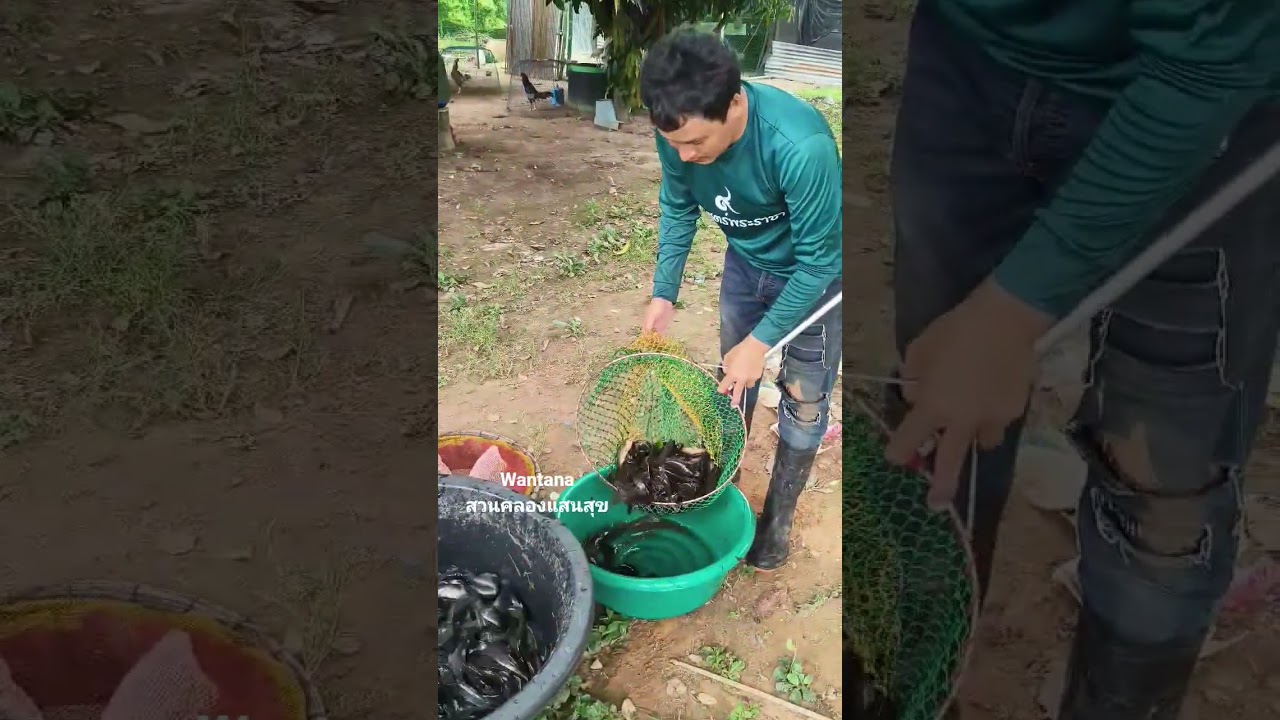 ลูกค้าสั่งปลาเข็งเพิ่มอีก 3 กิโลกรัม #เกษตร #ปลาดุก #canal #nature #garden #คลองไส้ไก่ #เกษตรผสมผสาน