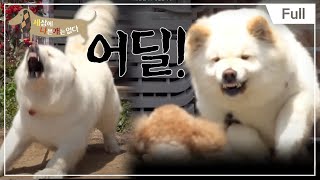 [Full] 세상에 나쁜 개는 없다  소형견 금지구역, 진상이네