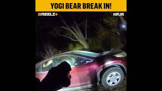 When a Bear Breaks into a Car and Gets Trapped