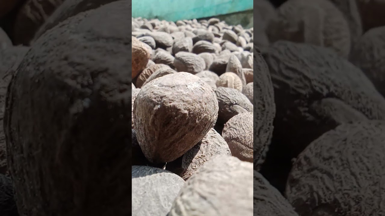 kluwek, 100% bumbu rawon, info pemesanan 083844716138 