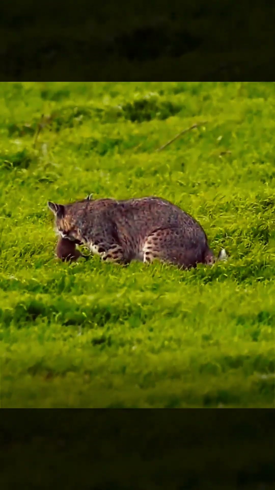 Gopher Trapping With The Gopherhawk! (Includes Catch)