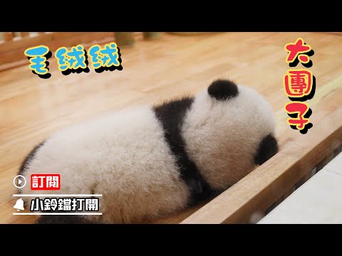 《熊貓早晚安》可惡！為什麼就是看得見摸不著？|iPanda熊貓頻道