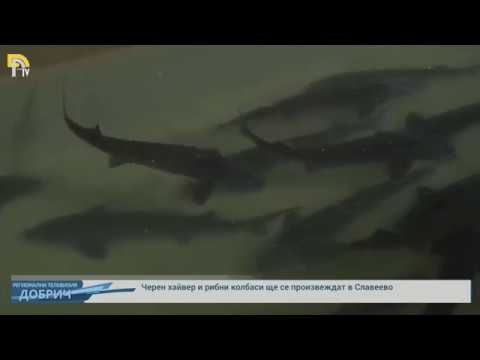 Видео: Как да разпознаем рибата по хайвер
