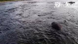 Хариус На Мушку, Река Кица