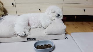 My Puppy Is Sick For the First Time Ever.. by Bom & Bow the Bichons 5,820 views 10 months ago 5 minutes, 30 seconds