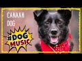 CANAAN Soothing Music For Dogs ~ Calm your dog ~ Dog relaxing music sleep ~ Separation Anxiety