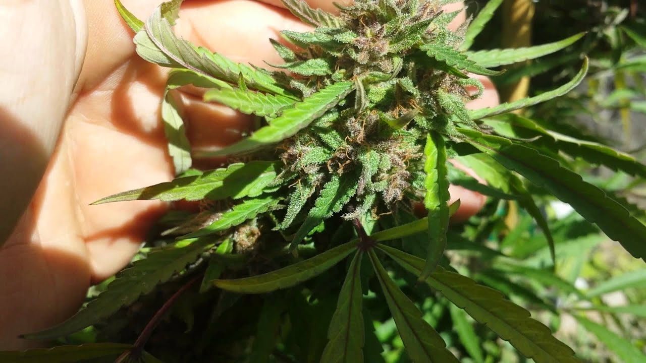 Royal Purple Kush Garden (Oct. 1st)