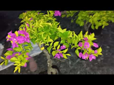 Video 27/9/2022 HOA GIẤY CHIỀU TÍM ,TIÊN NỮ ,CẨM THẠCH LÁ... - youtube