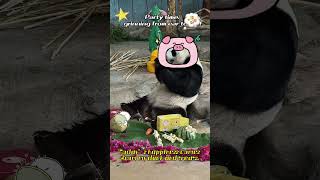 The core of the lovely giant panda.#usa #animals #cute #love #panda #fyp