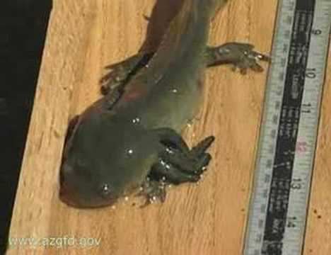 Sonoran Tiger Salamander - YouTube