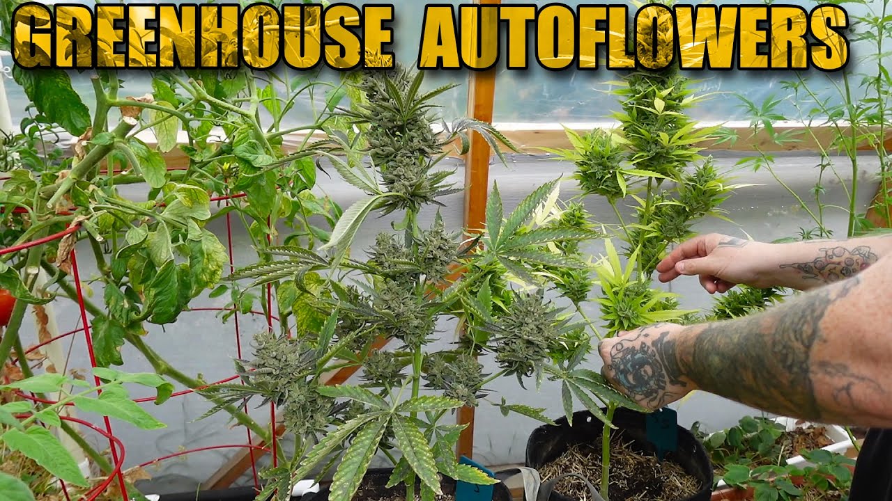 Greenhouse Autoflowers - September Harvest & Issues